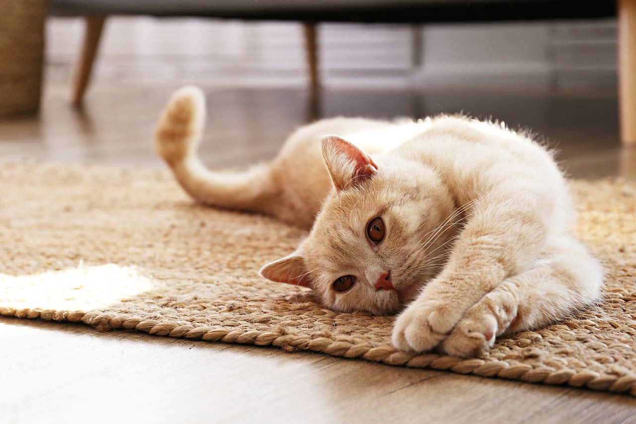 wellbeing cats agency consulting consultancy experts