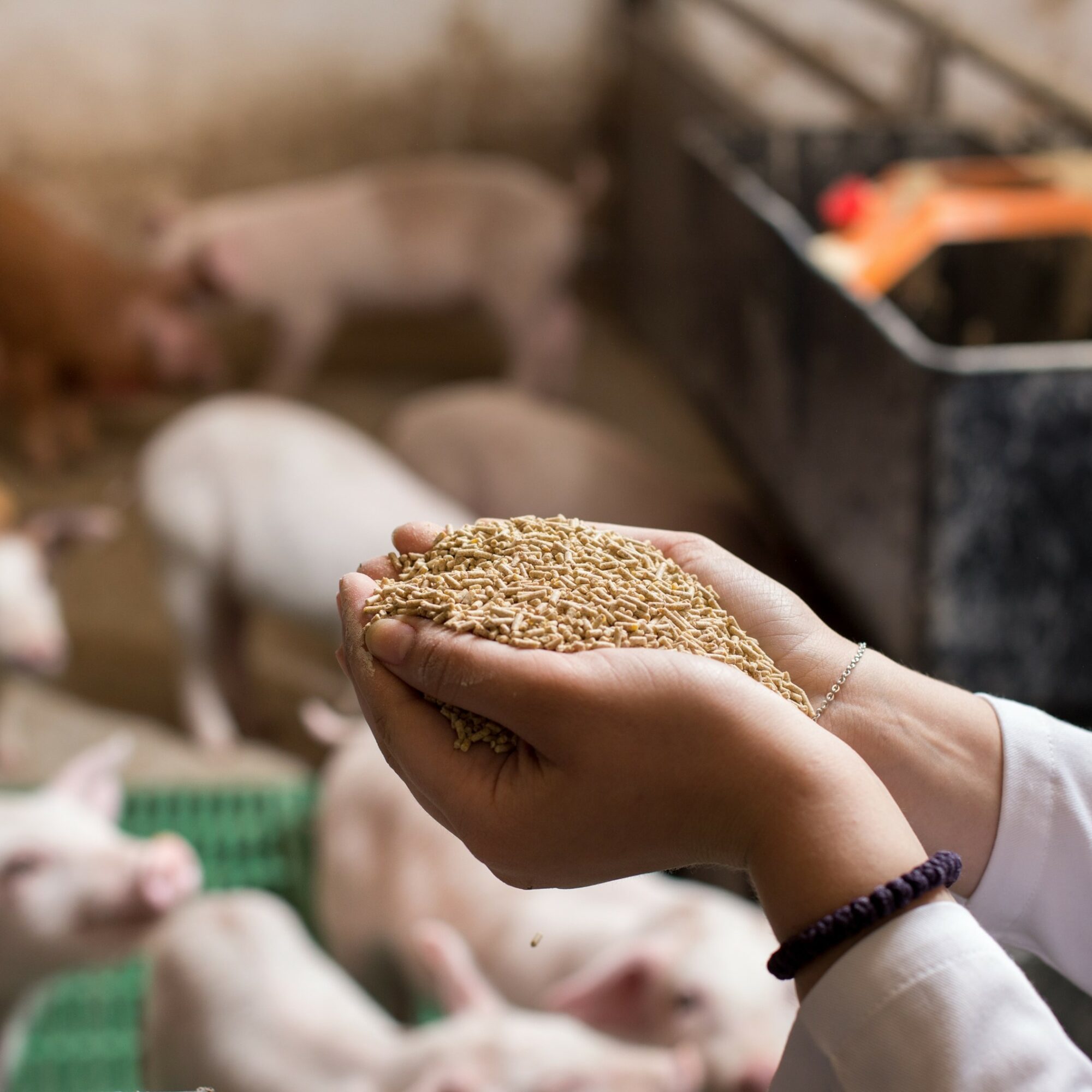 phytase market agence cabinet conseil consulting