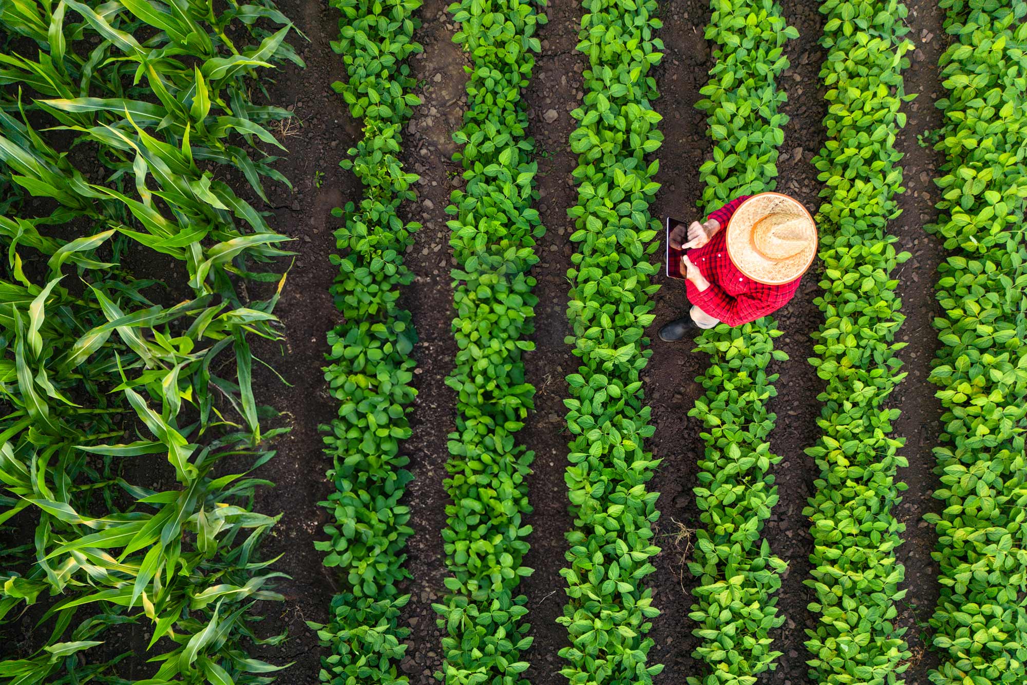 Agri-food Agency Consulting firm Experts Specialists Consultancy