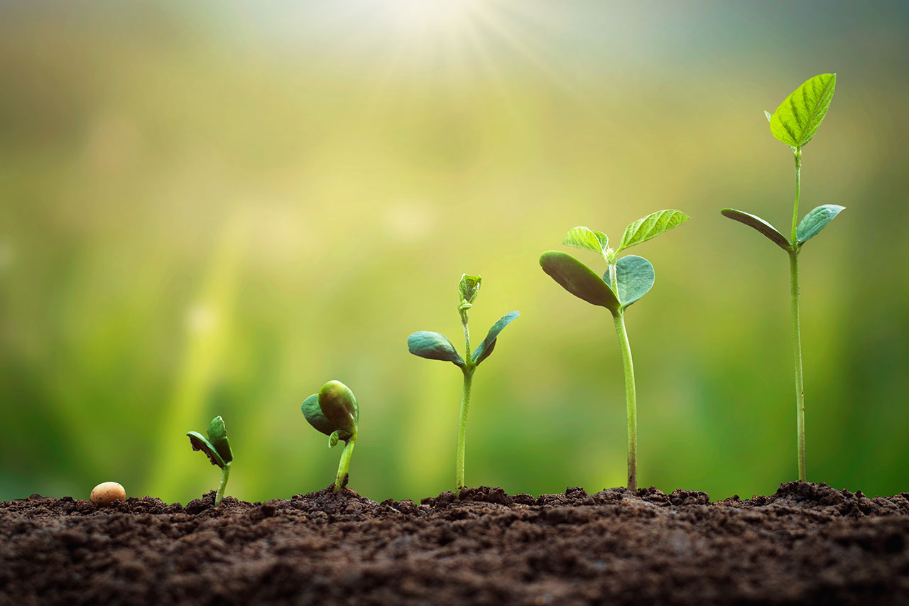 Green strategy agence cabinet conseil consulting